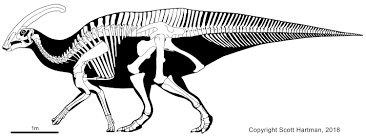 Squelette de parasaurolophus.png